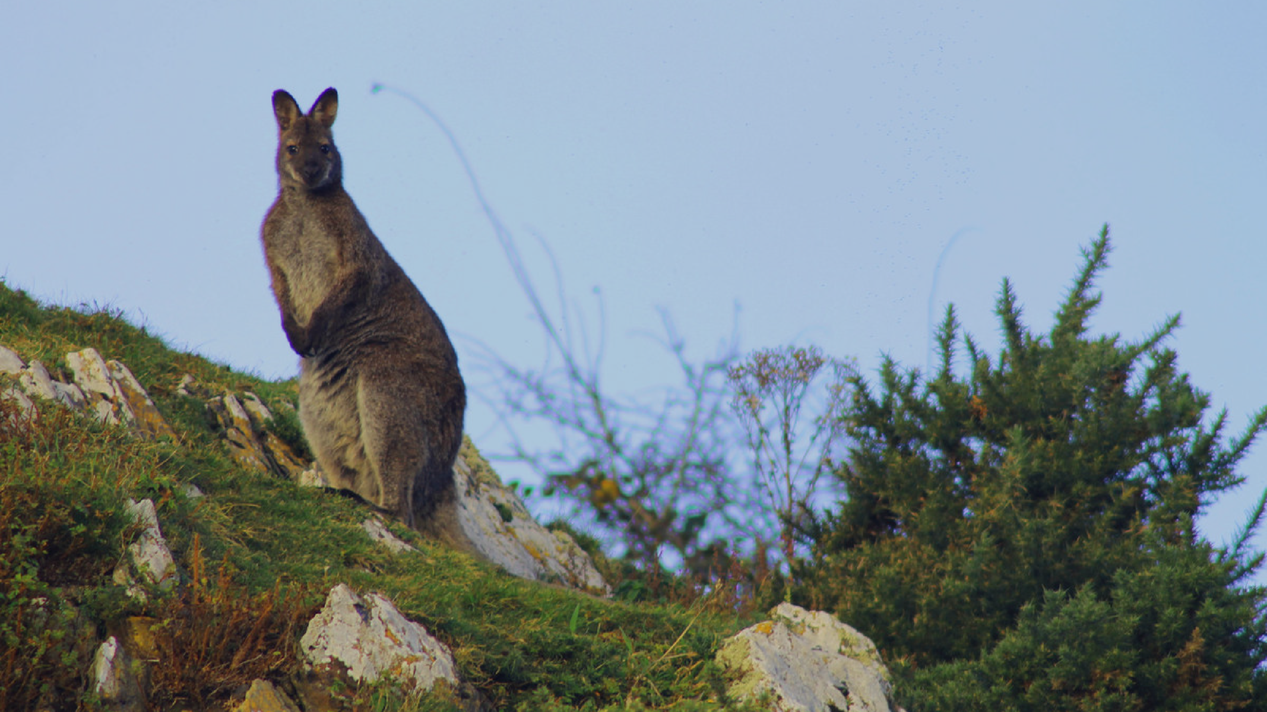 Lambay Island Wallabies